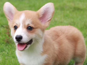 威尔斯柯基犬