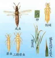 蓟马生长发育各阶段