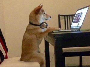 柴犬