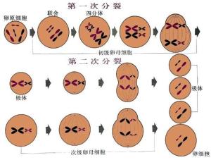 卵母细胞减数的过程图图片