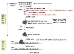 RNA干扰机制