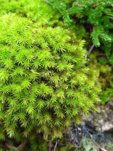 各种苔藓