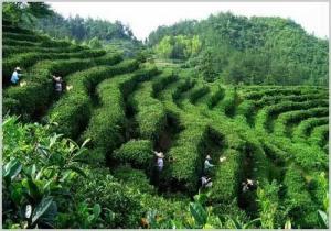 岳西高山优质茶园