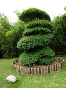 对节白蜡树