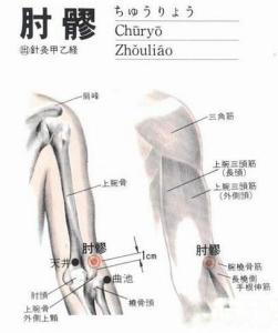 肘髎解剖图