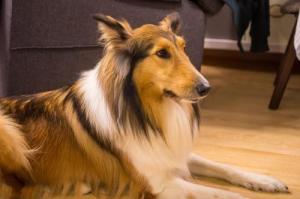 苏格兰牧羊犬