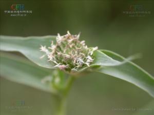 隐花草属图册