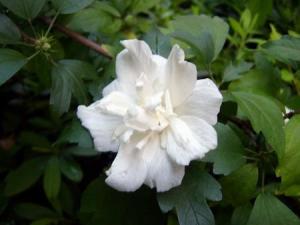 木菊花