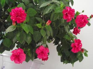 木菊花