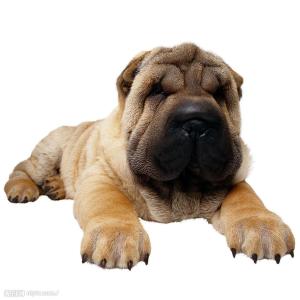 沙皮犬