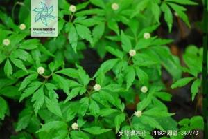 反萼银莲花图册