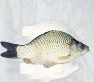 高背鲫鱼