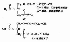 甘油磷脂前体图片