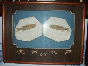 狼鳍鱼