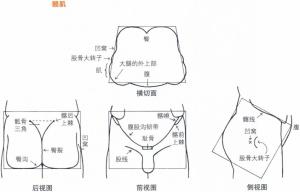 髂嵴点、髂前上棘点、大转子点、臀沟