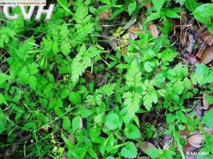 香根芹属物种