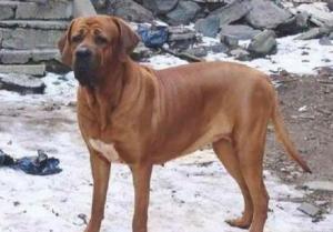土佐鬥犬英文