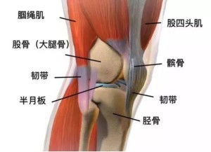 膝关节