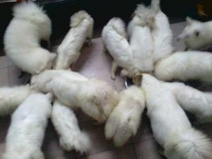 银狐犬