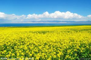 油菜花蜜园