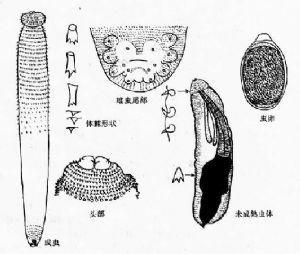 颚口线虫图册