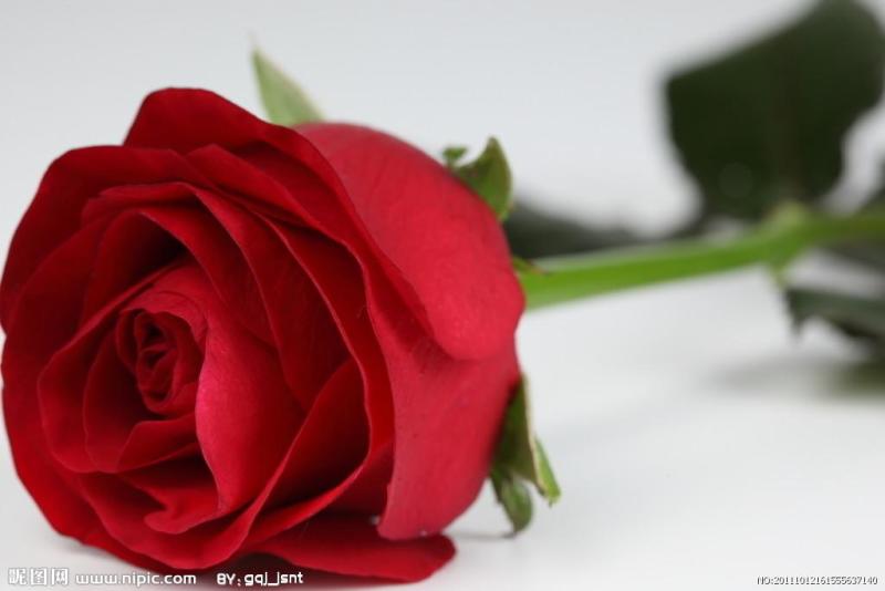送花 搜狗百科 送花 搜狗百科