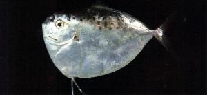 眼镜鱼（Mene maculata）