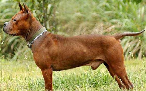 川东猎犬,别称重庆犬,邻水狗,起源于四川东部邻水周边地区.