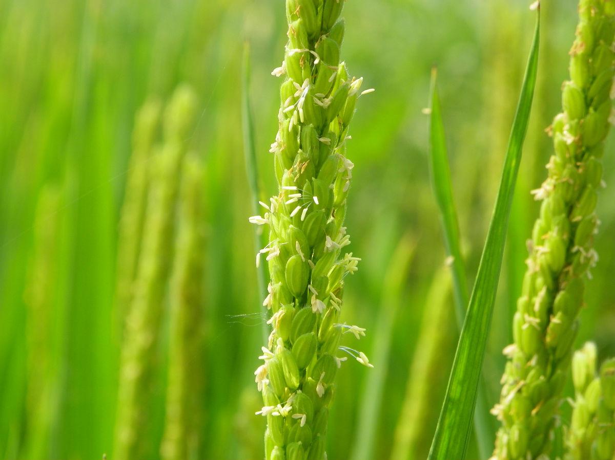 稻花(汉语词语) - 搜狗百科