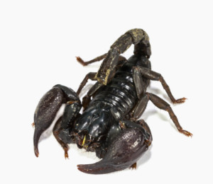 帝王蝎