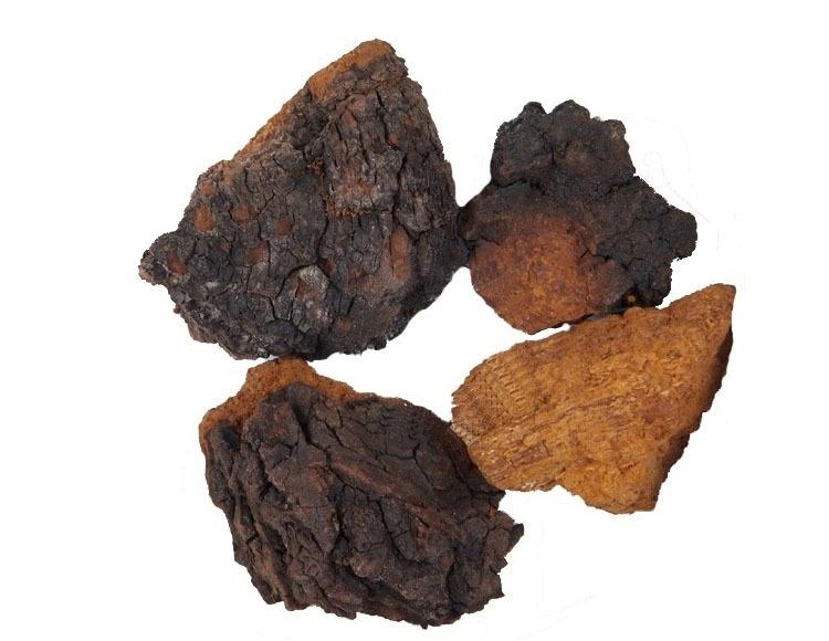 桦树胆 - 搜狗百科