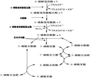 磷酸戊糖途径