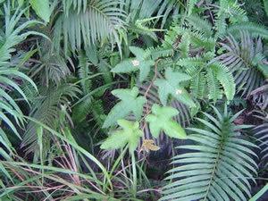 蕨类植物
