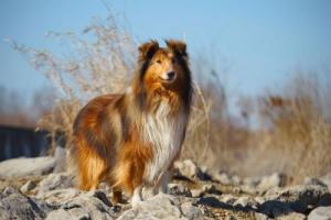 苏格兰牧羊犬