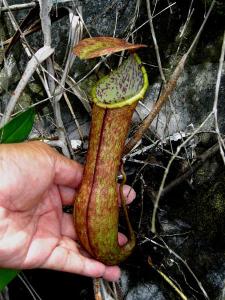 石龙门猪笼草的上位笼