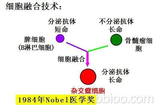什么是动物细胞融合技术 0