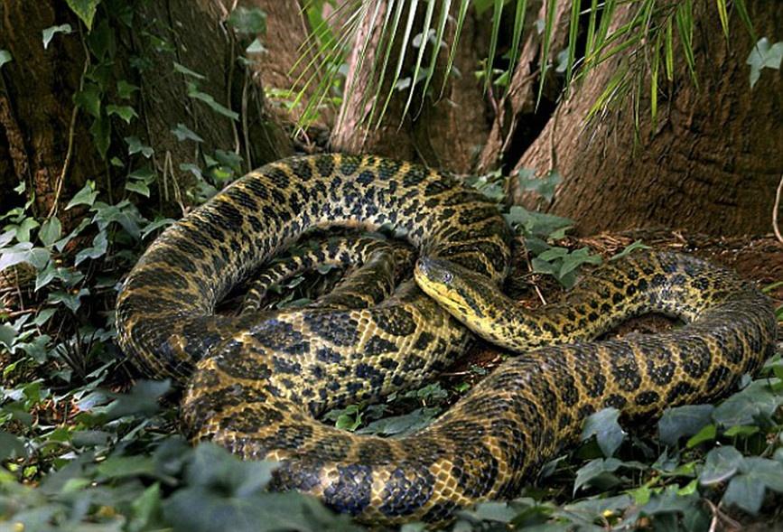 马来西亚神秘巨蛇nabau图片