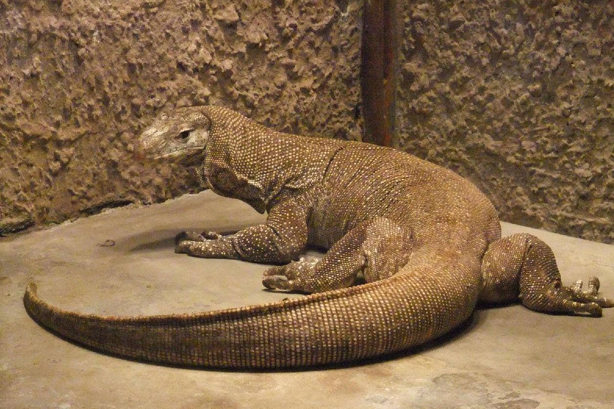 巨蜥 巨蜥科巨蜥属动物 搜狗百科