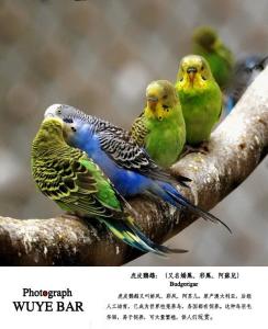 虎皮鹦鹉