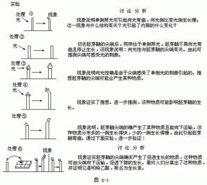 形态学上端