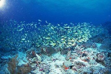 海底热泉生物群落