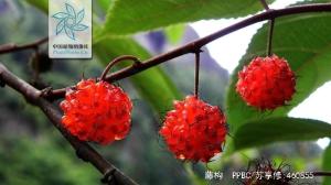 藤构花果