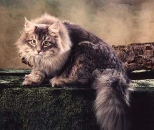 缅因猫
