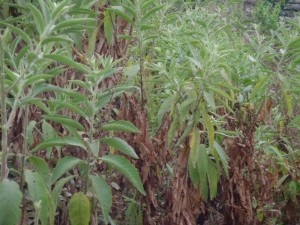 艾纳香草-种植
