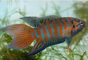 叉尾斗鱼 Macropodus opercularis