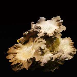 褐灵菇图片