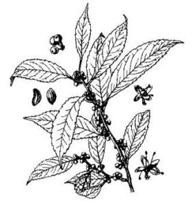 植物-珊瑚冬青(图1)