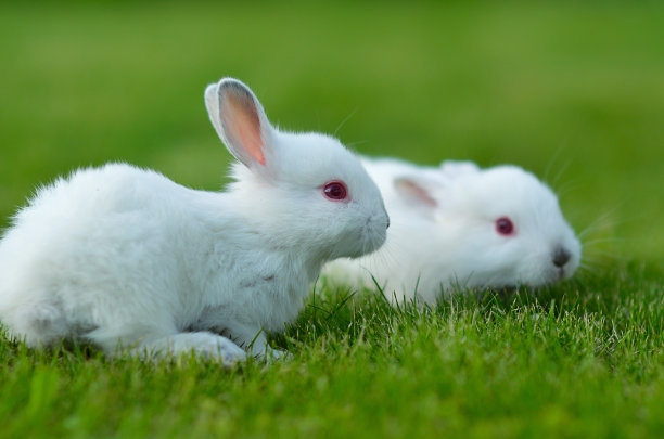 中国兔子品种图片