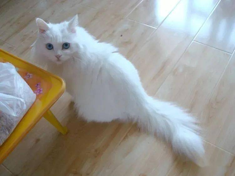 土耳其安哥拉猫