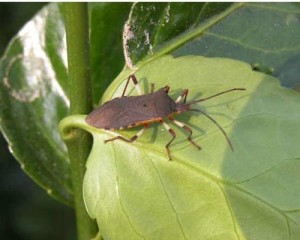 日浦原花蝽 - 搜狗百科